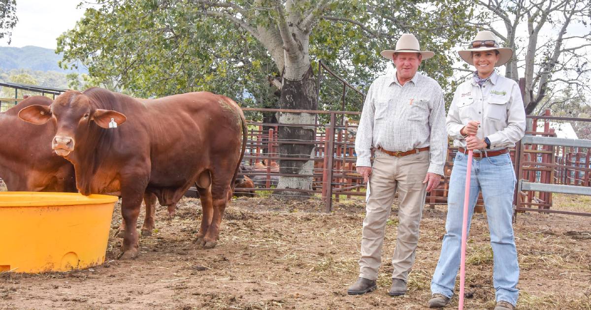 Aldinga kick off bumper run of Droughtmaster sales