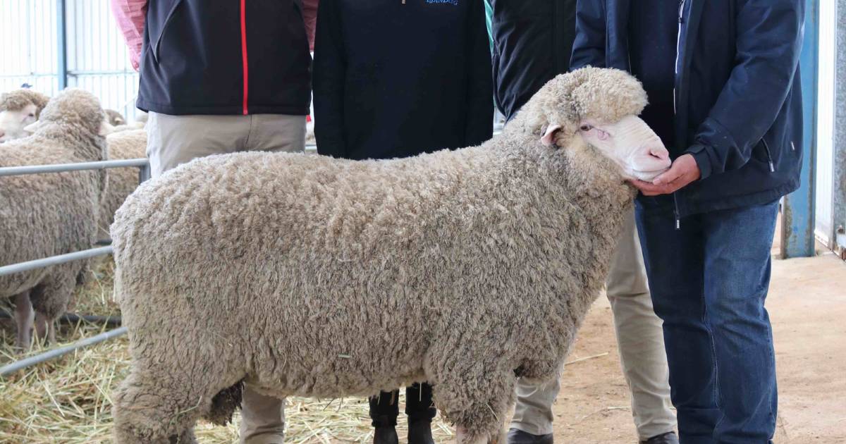 One ram sells for impressive price at Dowerin