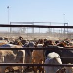 Live sheep exports resume this month