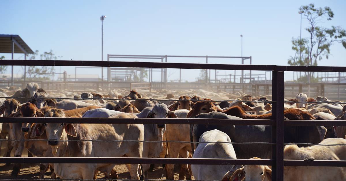 Cloncurry Shire Council welcomes completion of saleyard upgrades