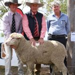 4 Ways Charolais stud claims potential breed record at annual Emerald Sale | Queensland Country Life