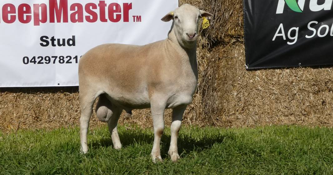 inaugural SheepMaster Eastern Australian Ram Sale to a $9300 high | The Land