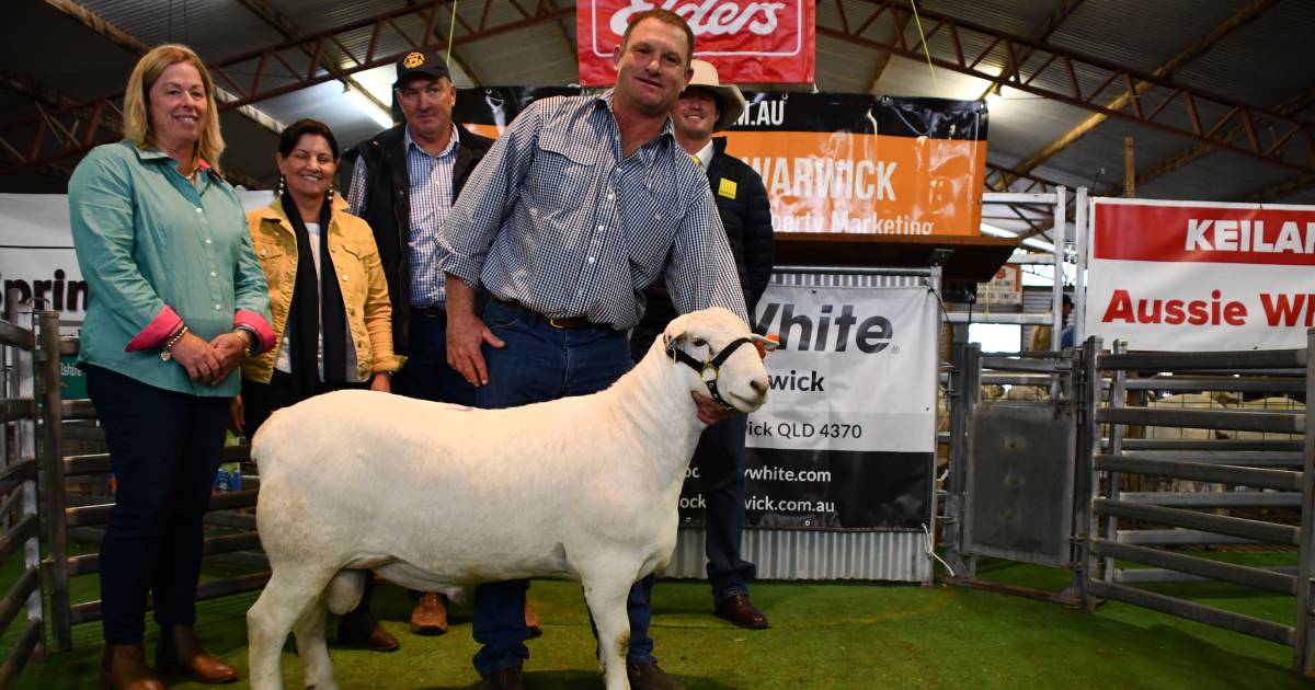 Queensland's sixth Australian White Ram sale up on 2021 results