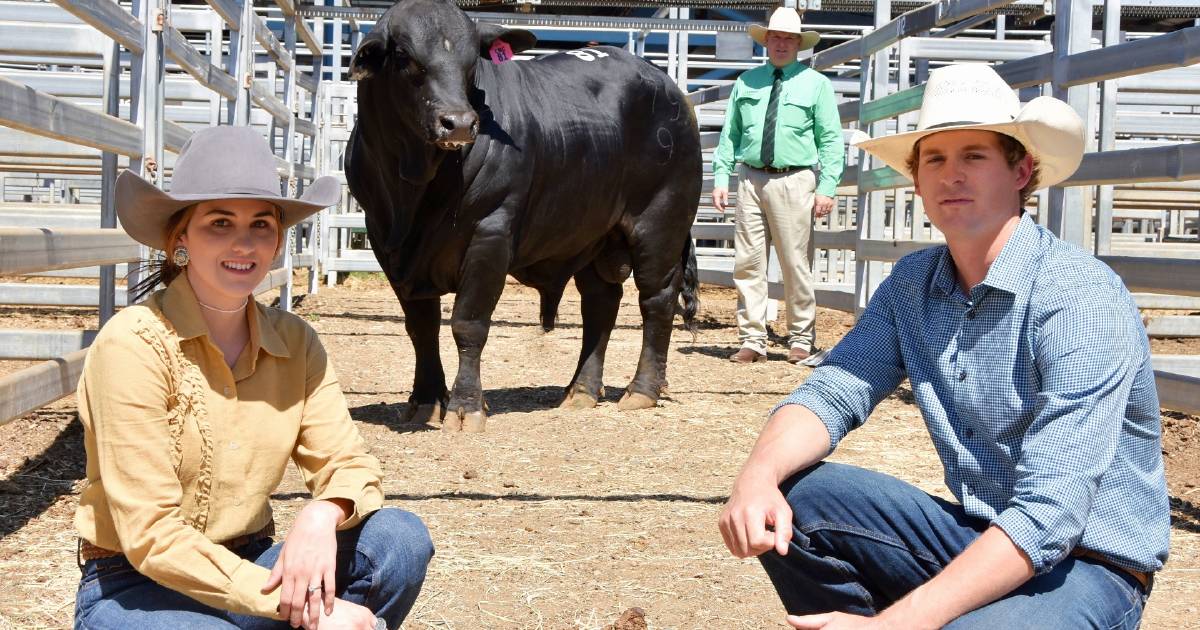 Central Brangus Classic is packed with quality genetics | Queensland Country Life