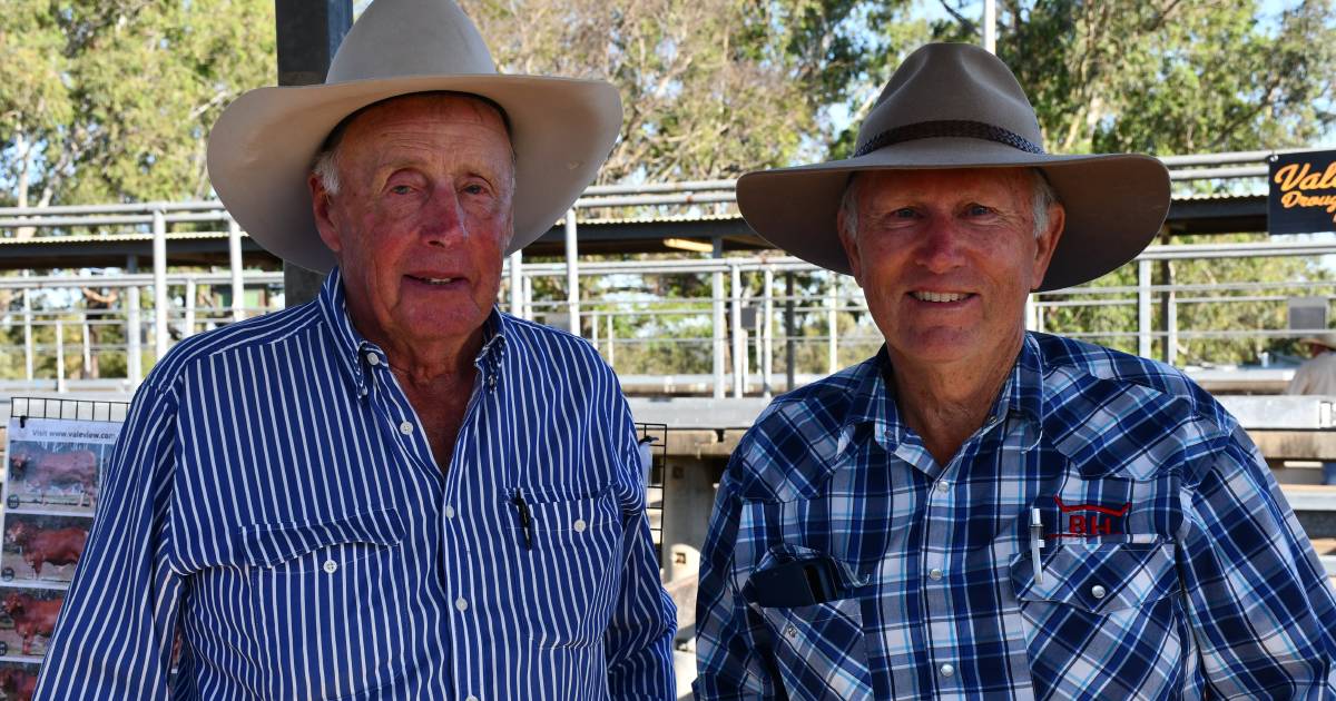 Droughtmaster crowd hits Rocky for day one of the 2022 National Sale