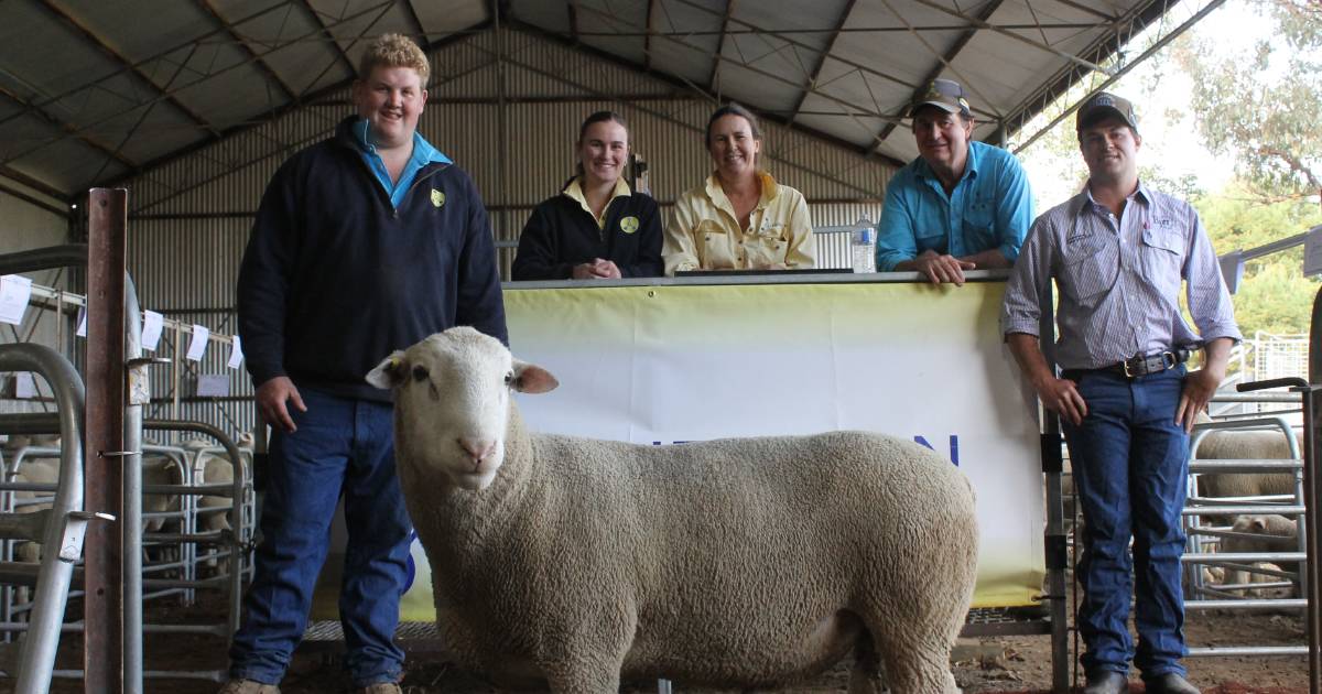 Glenfinnan genetics are hot property at annual White Suffolk sale