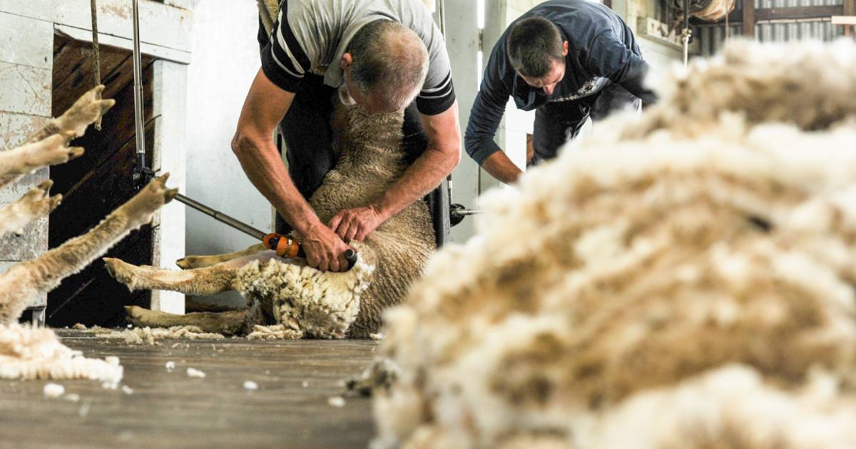 Wool production rises as flock continues to build