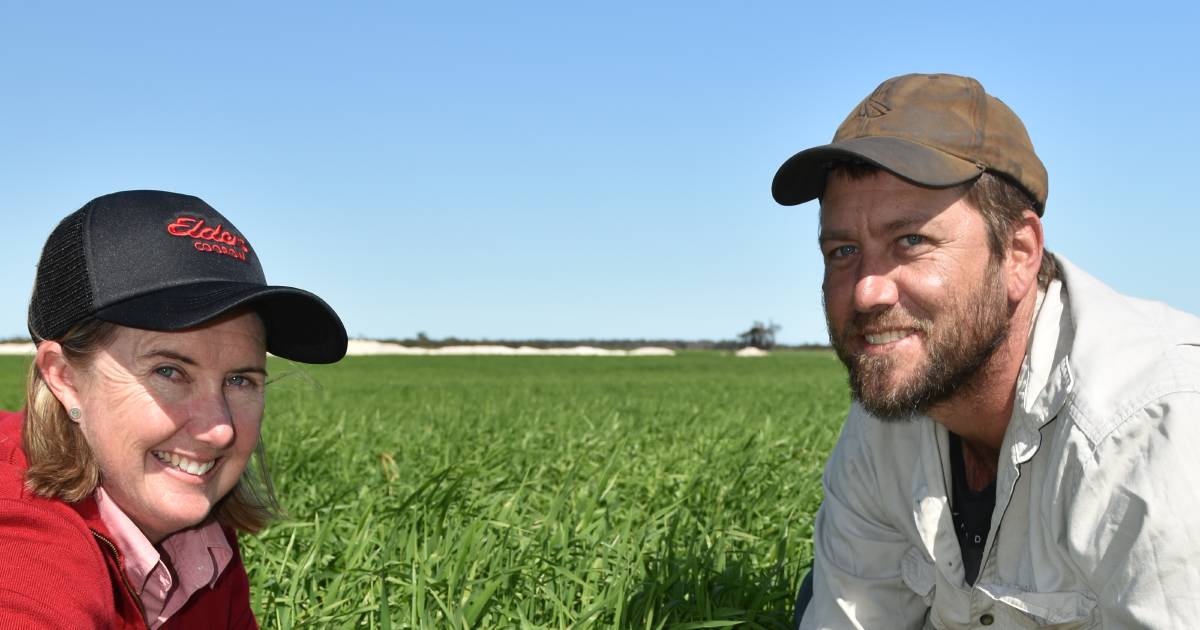 Better weed control in barley