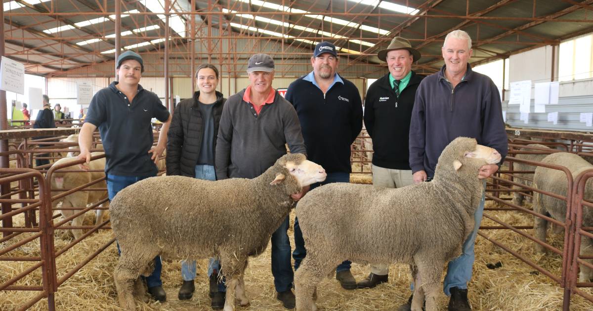 Merna Poll Merinos sell to $2400 twice | Farm Weekly