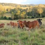 Light weight yearling steers returning to the paddock top at 766c at Dalby | Queensland Country Life