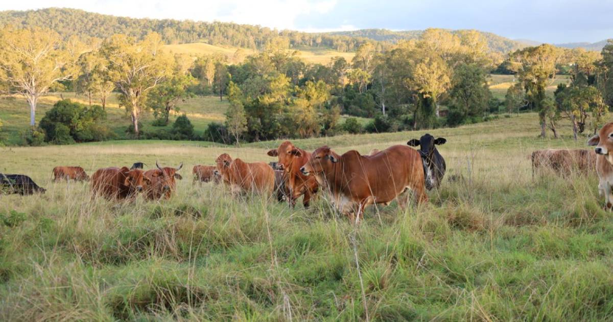 Scenic Clarence River cattle country up for grabs | Video