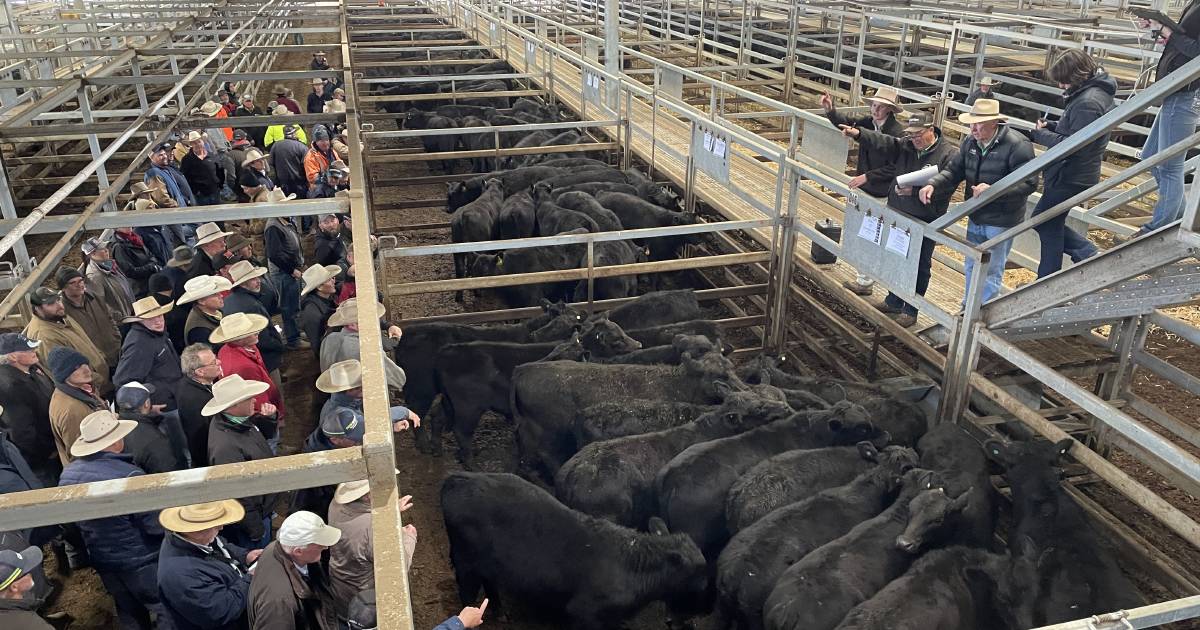 Carcoar cattle market lifts another $200