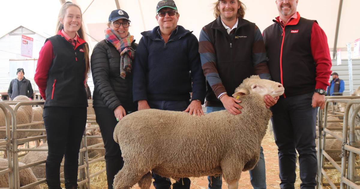 Mollerin Rock Dohne sells to $3400 top | Farm Weekly