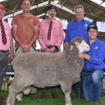 Cardona Jamar sale reaches $120,000 high | Queensland Country Life