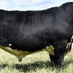 NCC Brahmans lands the rights to Texas ranch's Big Mack bull