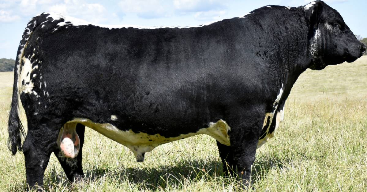 Ivery Downs Speckle Park semen tops at $860 per straw | Queensland Country Life