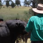 3R Angus's inaugural sale steps up