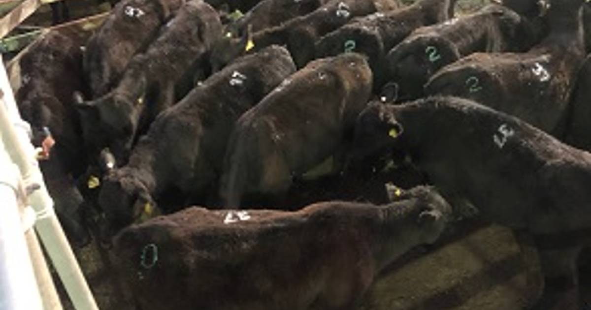 Angus feeder steers make 529.2c/$1748 at Moreton | Queensland Country Life