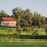 Cows and calves crack $3000 Biggenden