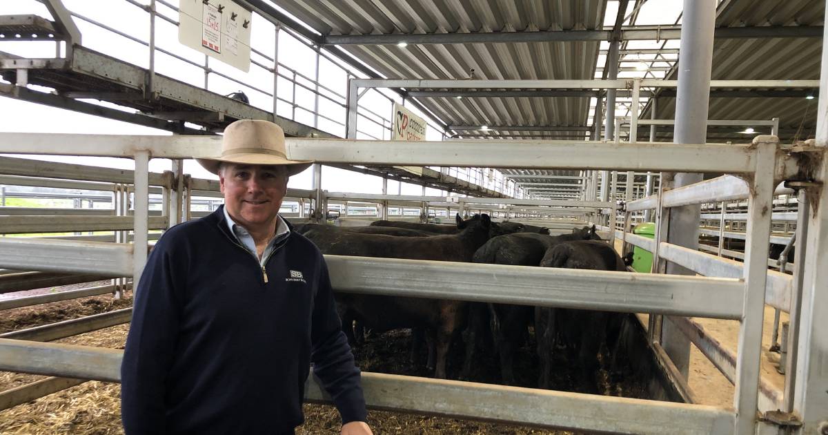 Cows top $3920 at NVLX Wodonga