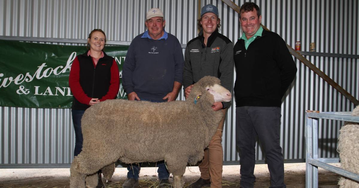 Kamballie Poll Merino values reach $9750 | Farm Weekly