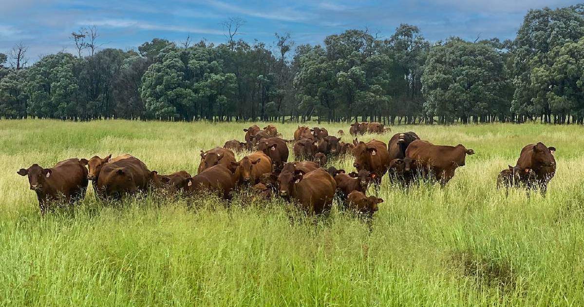 Blue chip livestock, cropping property sold after negotiation