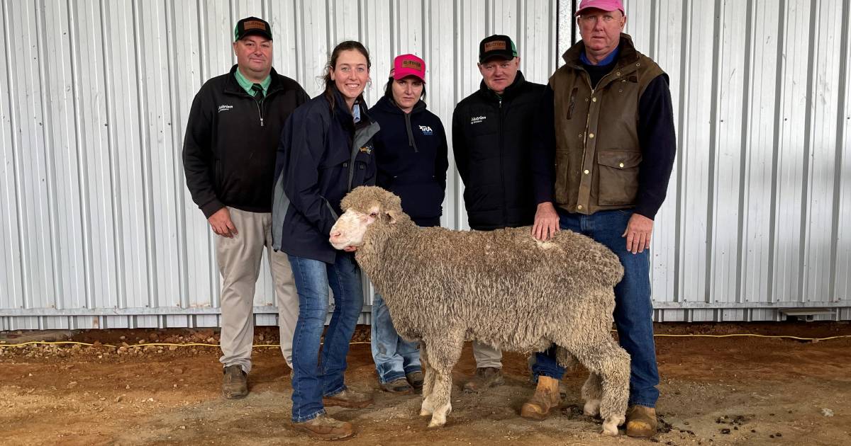 Bella Lana Poll Merino ram sale tops at $7500, averages $2450 | The Land