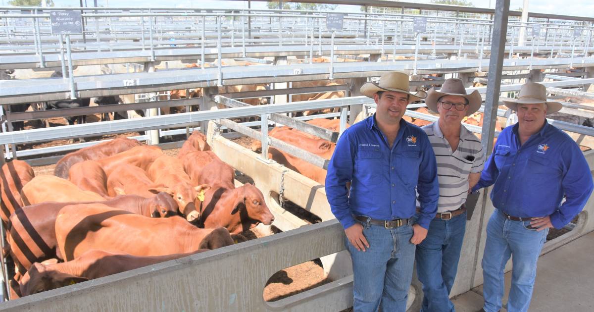 Market confidence continues at Gracemere sales