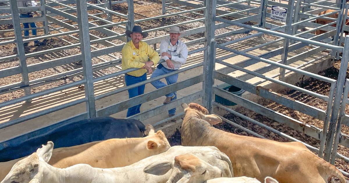 St Aubins heavy Charbray cows return $2,854/head at Emerald | Queensland Country Life