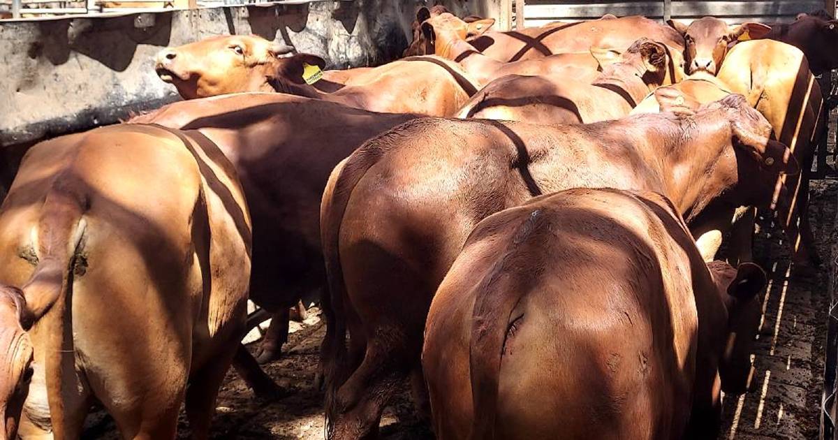 Weaner heifers make 512c/$1104 at Mareeba | North Queensland Register