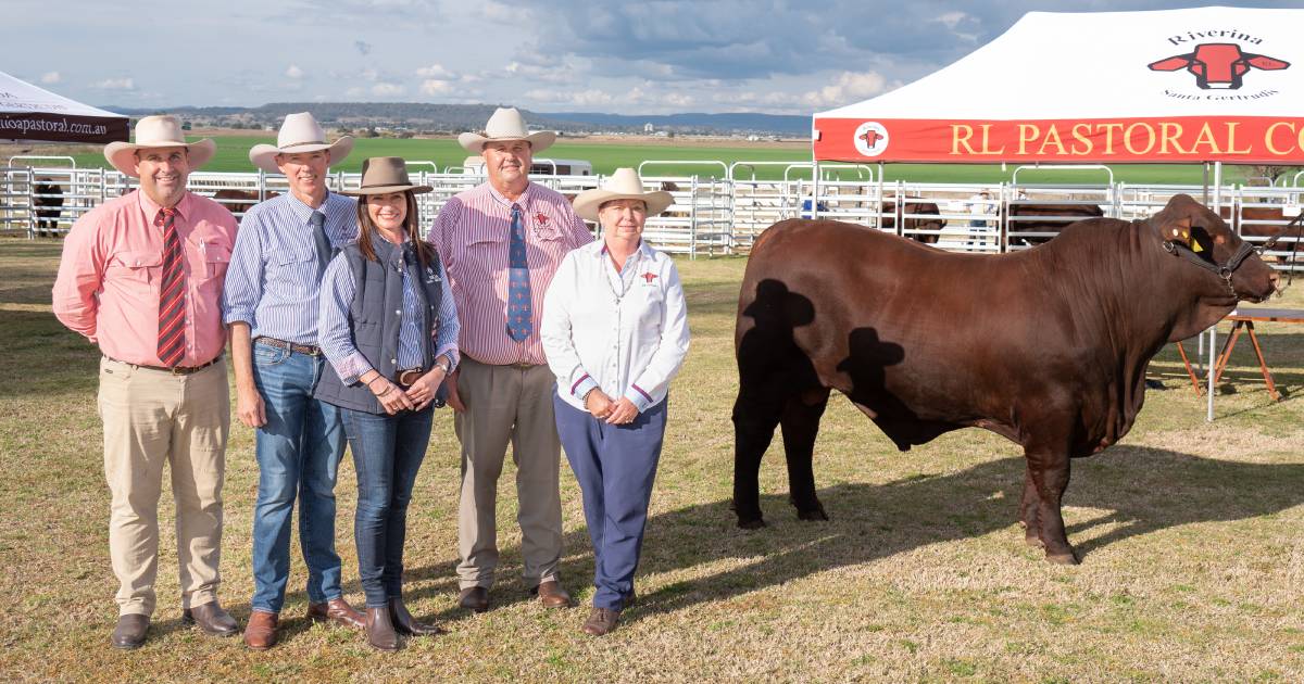 Santa Gertrudis record broken at first Nioa, RL Pastoral sale