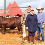 Clonlara Droughtmaster stud achieves new stud best sale average at 2022 spring sale | Queensland Country Life