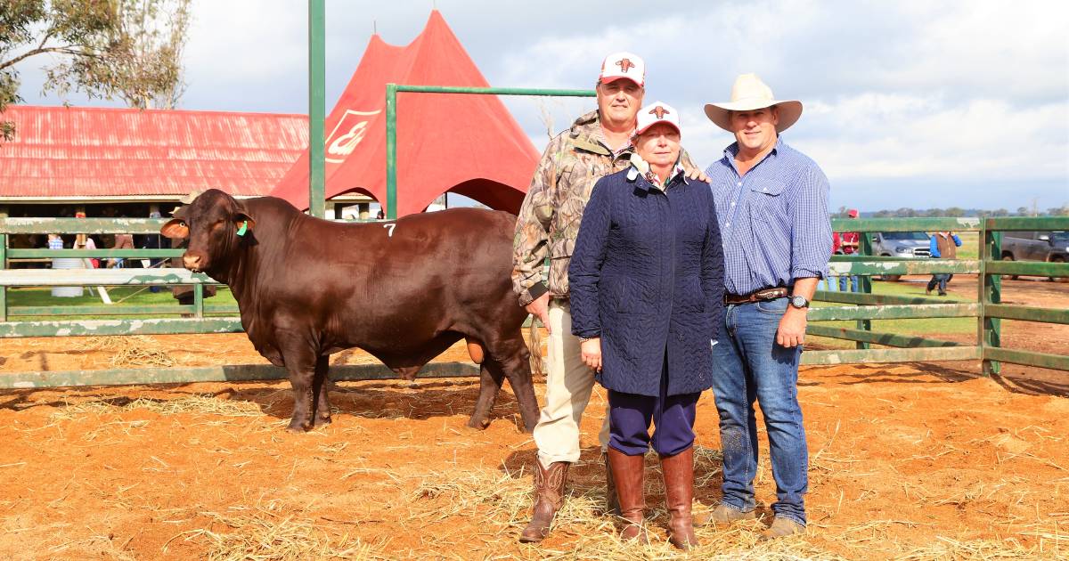 Yarrawonga bulls shatter Santa Gertrudis record twice