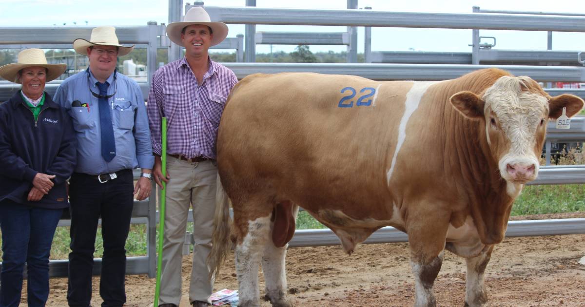 New Queensland record set by Casa Tora Simmental Stud