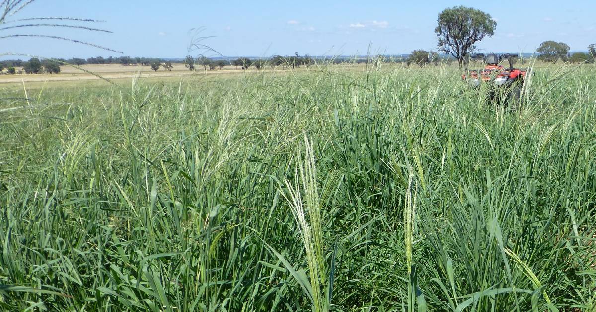 Successful strategies that help establish tropical grass pastures