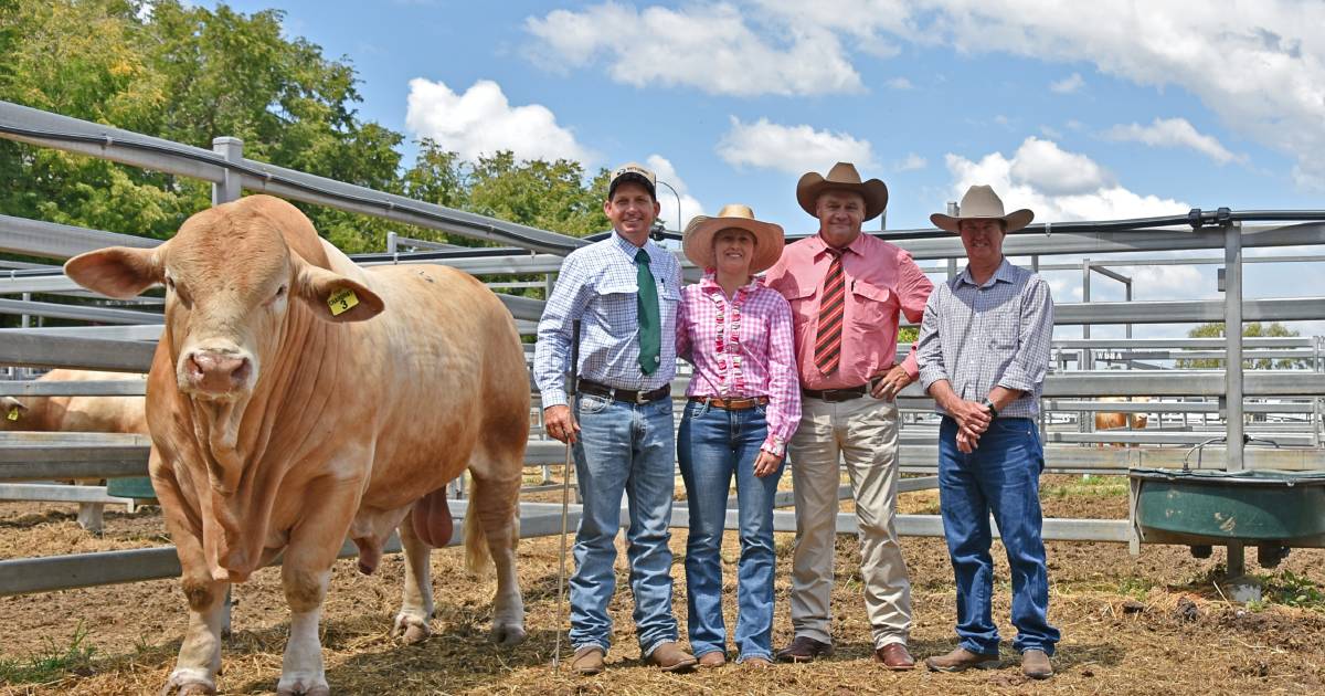 Charbray breed record shattered at national sale at Gracemere