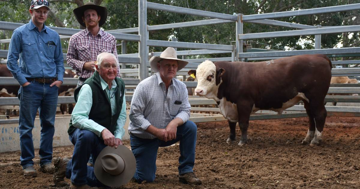 Hereford and Charbrays achieve equal top at Lambert bull sale