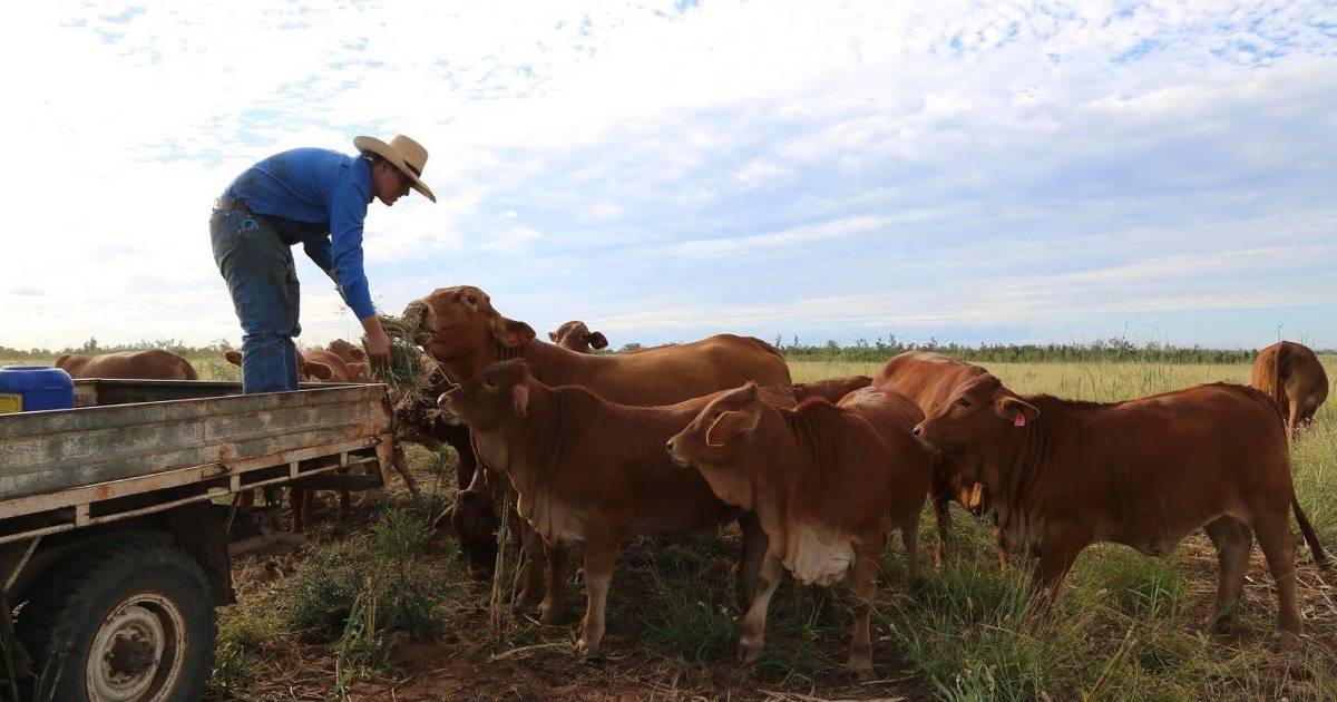 Droughtmasters central to Farquhars operations | Queensland Country Life