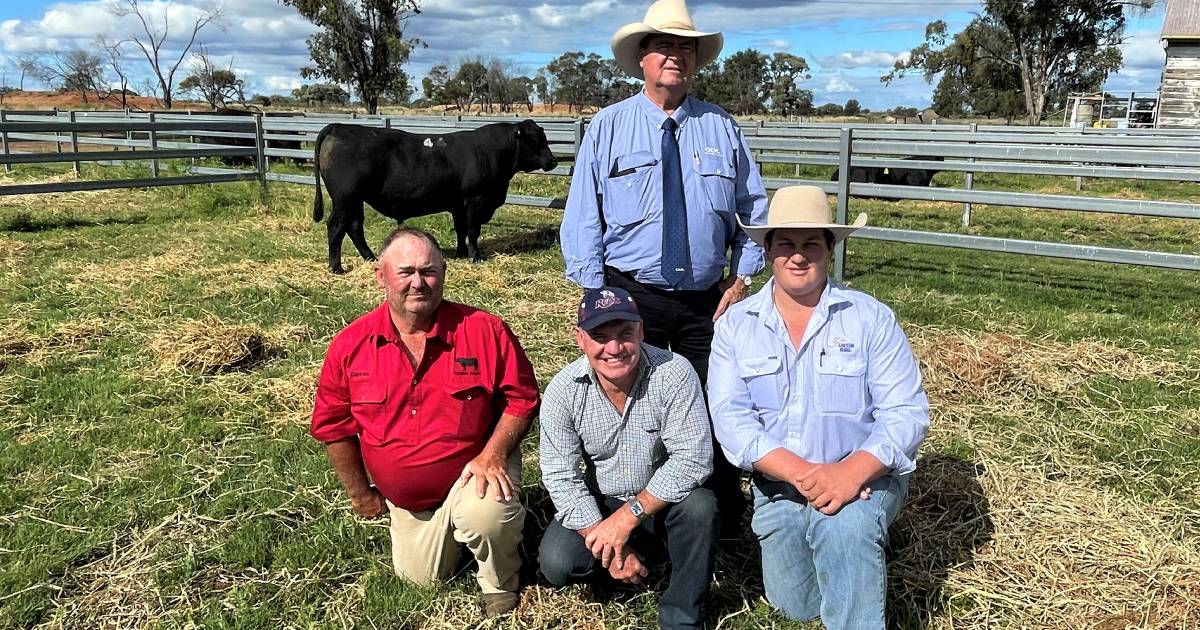 Carabar Angus stud’s 2022 sale reaches top of $28,000 twice | Queensland Country Life