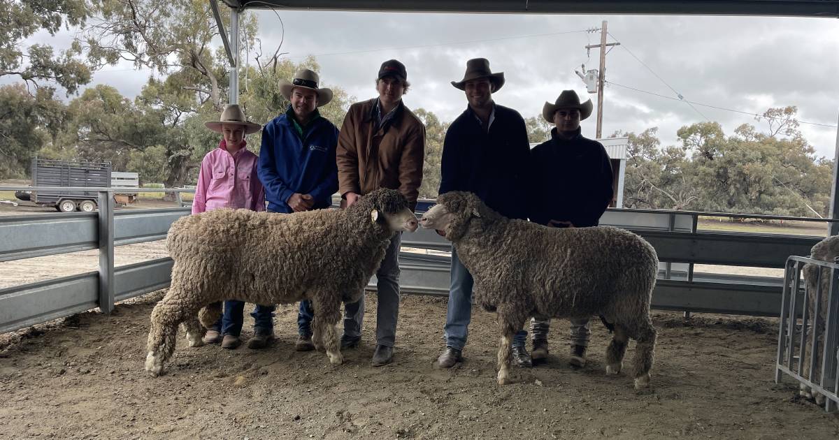 Determined demand for Poll Merino rams at Caroonboon