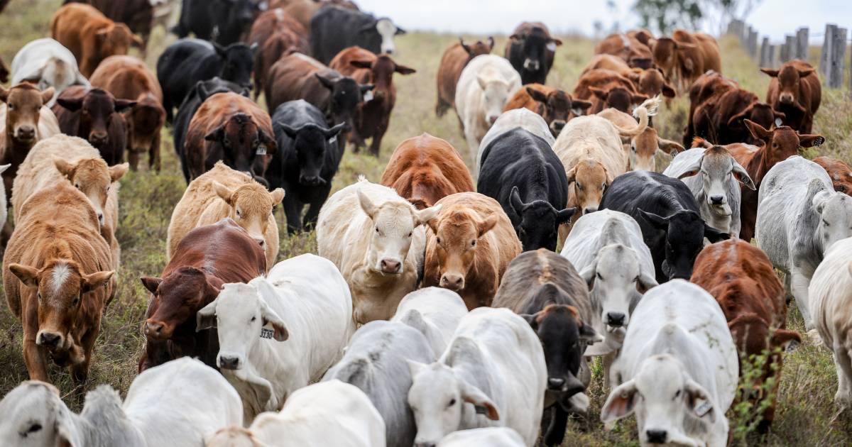 People working with animals urged to get vaccinated against Q fever | Queensland Country Life