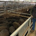 Brangus weaner steers reach 772c at CQLX | North Queensland Register