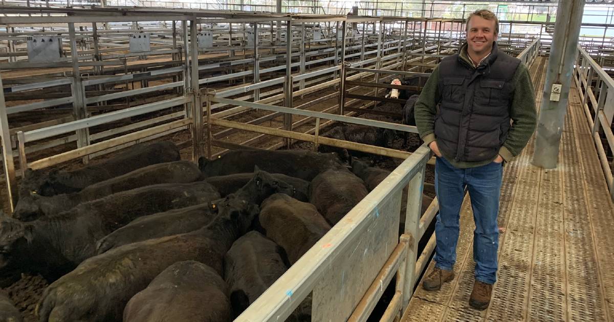 Replace or restock as cattle herd grows | Market Murmurs