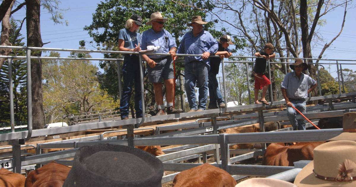 Brangus weaner steers sell for $1590 at Woodford | Queensland Country Life