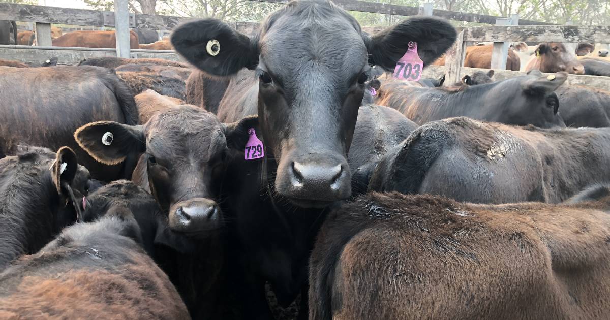 Warrell Creek breeder units top the market at Macksville