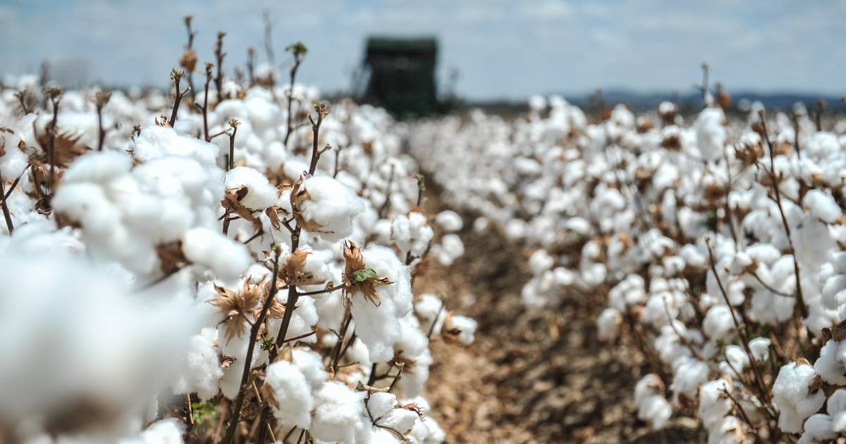 Northern cotton gin to bring industry and money, but that comes with complex issues | North Queensland Register