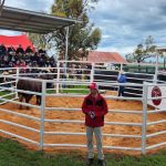 Bulk Droughtmaster bull orders as far as NT