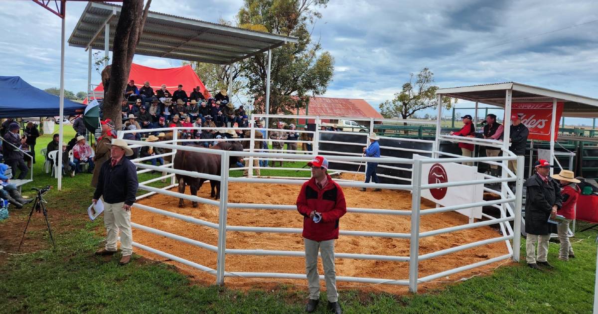 Yarrawonga breaks Santa Gertrudis bull record