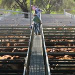 13 ag industry people killed in WA in the past 15 months | Farm Weekly