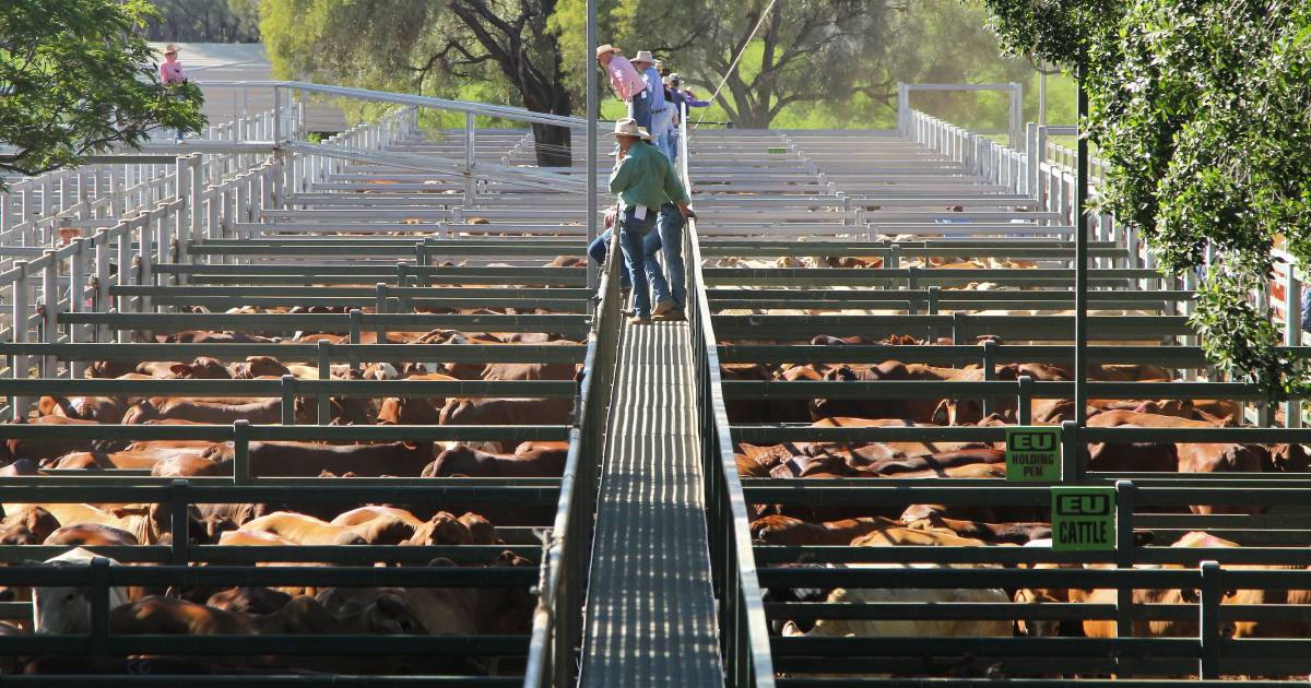 Santa Gertrudis cows make 401/$2420 at Blackall | Queensland Country Life